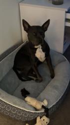 Lost Male Dog last seen Tucson Arizona, Tucson, AZ 85705