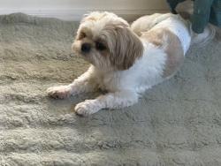 Lost Male Dog last seen Meridian st, Chino, CA 91708