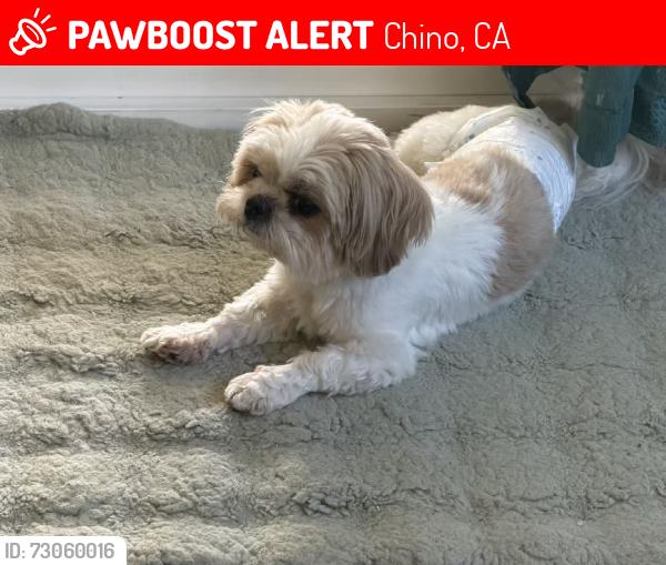 Lost Male Dog last seen Meridian st, Chino, CA 91708