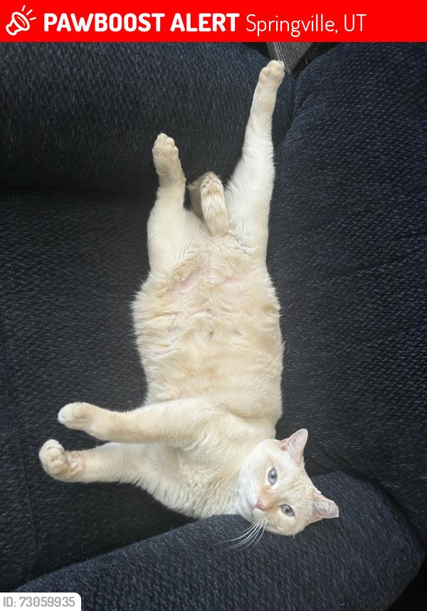 Lost Male Cat last seen Near N 300 W Springville, UT 84663 United States, Springville, UT 84663