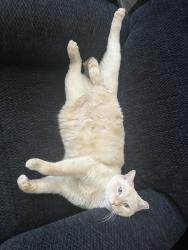 Lost Male Cat last seen Near N 300 W Springville, UT 84663 United States, Springville, UT 84663