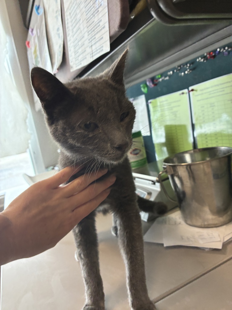 Shelter Stray Male Cat last seen Near S Twain Drive, Magna Township, UT, 84044, 511 W 3900 S, Salt Lake City, UT 84123, USA