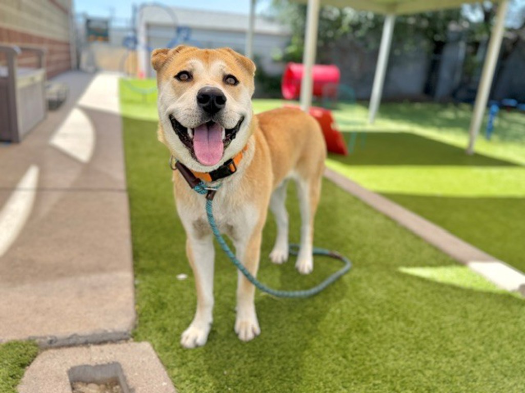 Shelter Stray Male Dog last seen SALT LAKE CITY, UT, 84106, 511 W 3900 S, Salt Lake City, UT 84123, USA