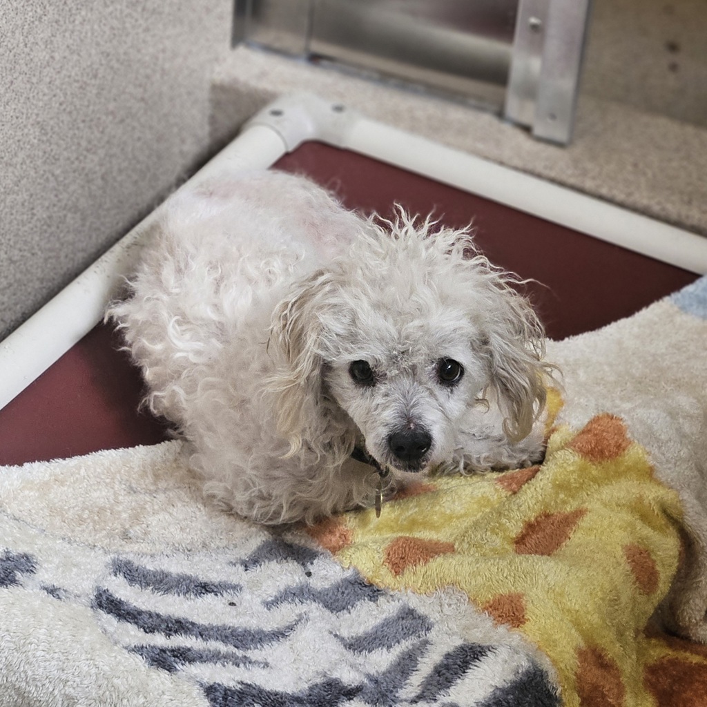 Shelter Stray Male Dog last seen Near Doolittle Drive, SAN LEANDRO, CA, 94577, 8323 Baldwin St, Oakland, CA 94621, USA