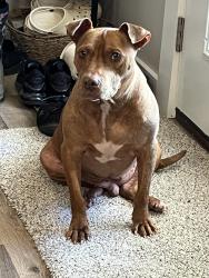 Lost Male Dog last seen Buckhorn Blvd, Washington County, FL 32428