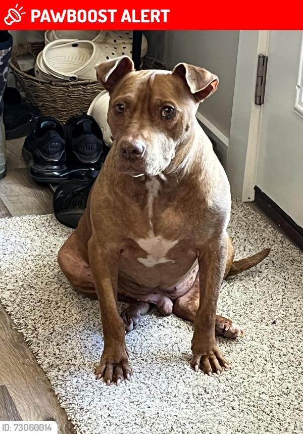 Lost Male Dog last seen Buckhorn Blvd, Washington County, FL 32428