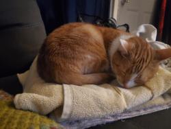Reunited Female Cat last seen North point Blvd , Baltimore, MD 21224
