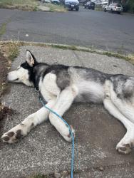 Lost Male Dog last seen Zozos, Spokane, WA 99205