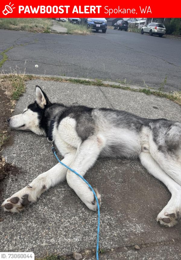 Lost Male Dog last seen Zozos, Spokane, WA 99205