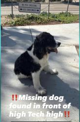 Found/Stray Unknown Dog last seen Hightech Highschool, Chula Vista, CA 91915