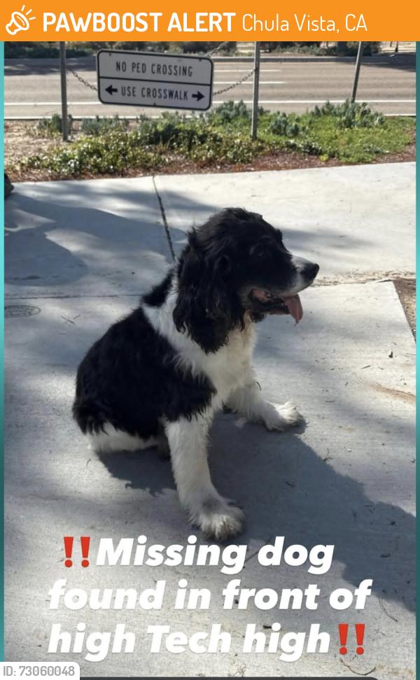 Found/Stray Unknown Dog last seen Hightech Highschool, Chula Vista, CA 91915