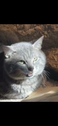 Lost Male Cat last seen Near N Loop 1604 E San Antonio, TX 78247 United States, San Antonio, TX 78247