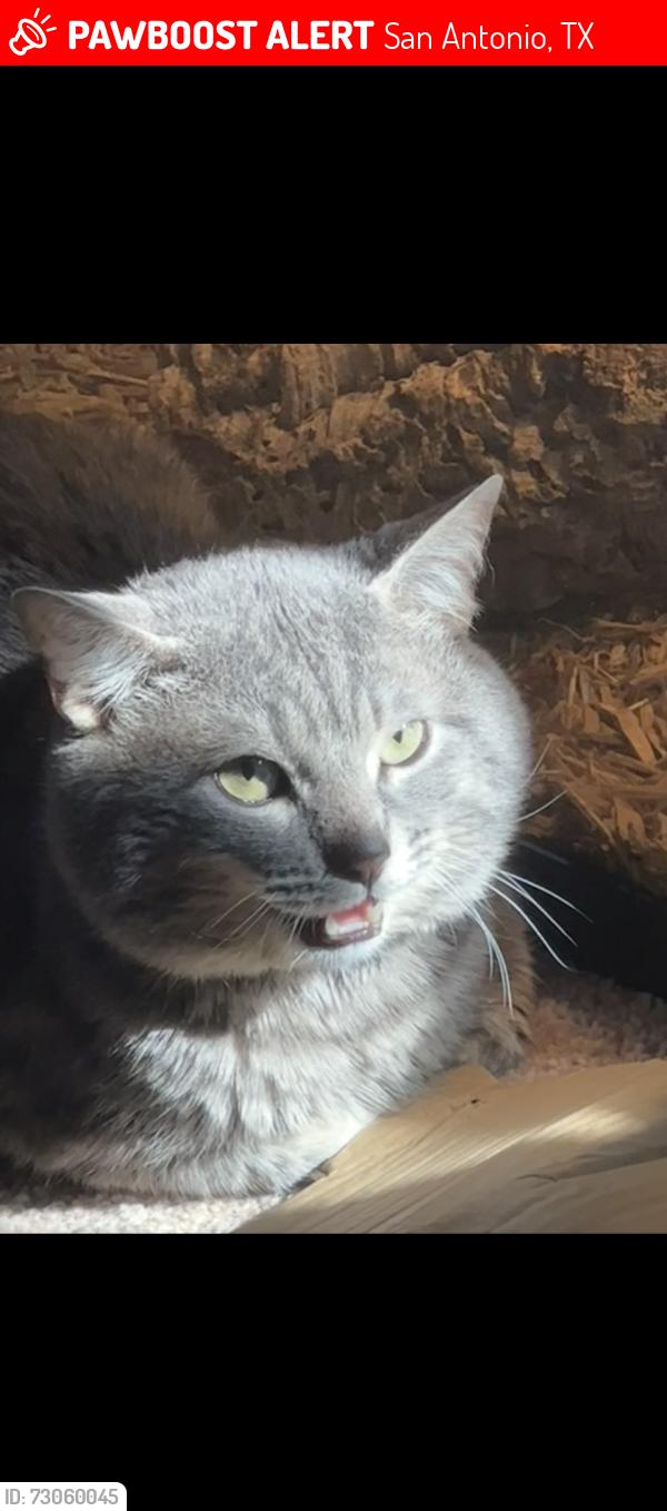 Lost Male Cat last seen Near N Loop 1604 E San Antonio, TX 78247 United States, San Antonio, TX 78247