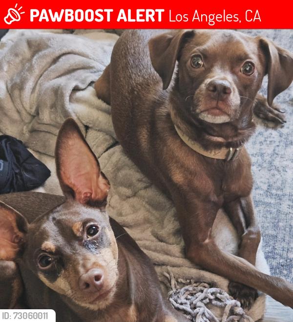 Lost Unknown Dog last seen Vanowen Plaza apmts, Los Angeles, CA 91306