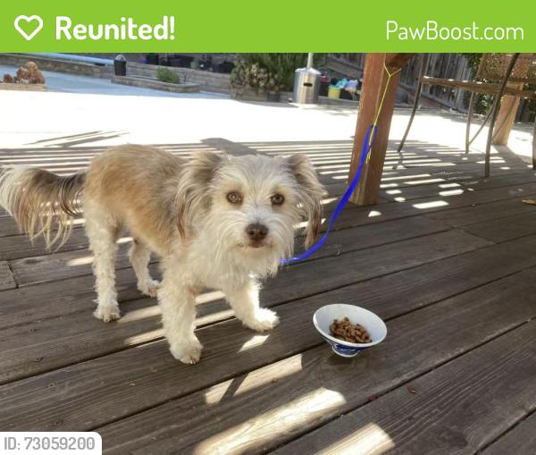 Reunited Female Dog last seen Flemming & Warner dr, San Jose, CA 95127