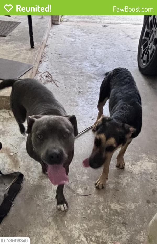 Reunited Unknown Dog last seen S 11th St, Fort Pierce, FL 34950, USA, Fort Pierce, FL 34950