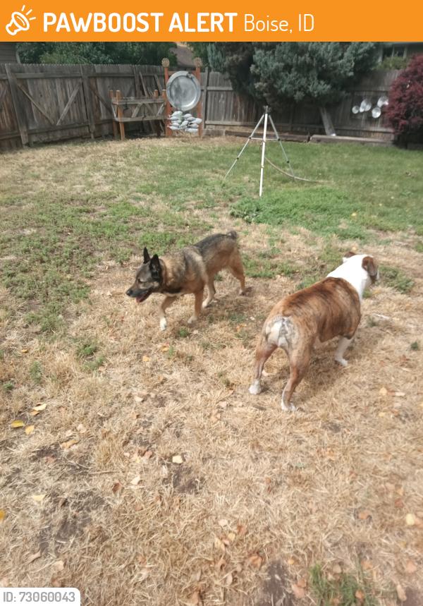 Found/Stray Male Dog last seen Bergeson, Boise, ID 83706