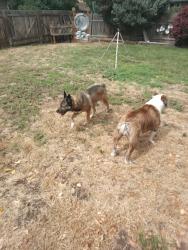 Found/Stray Male Dog last seen Bergeson, Boise, ID 83706