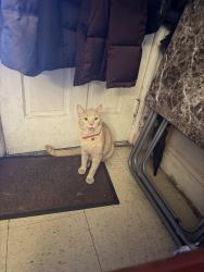 Reunited Male Cat last seen Kings county hosp, Brooklyn, NY 11203