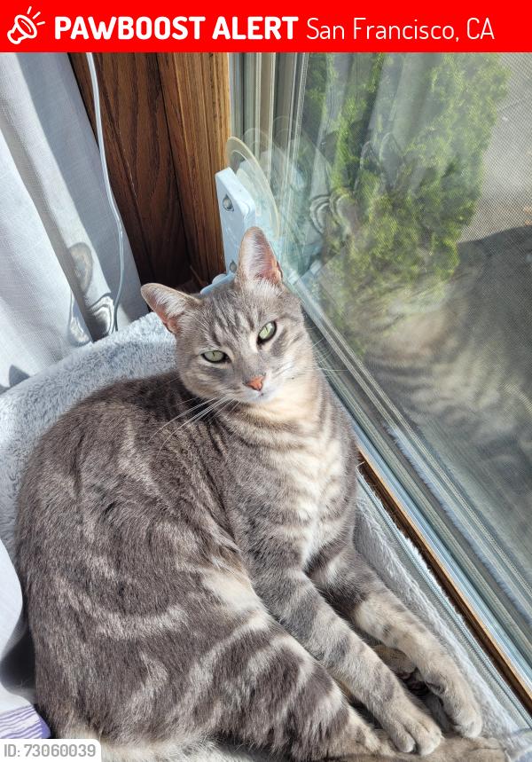 Lost Male Cat last seen 43rd between Taraval/Ulloa, San Francisco, CA 94116