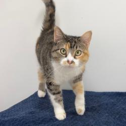 Shelter Stray Female Cat last seen , Animal Care & Control Team of Philly, 111 W Hunting Park Ave, Philadelphia, PA 19140, USA