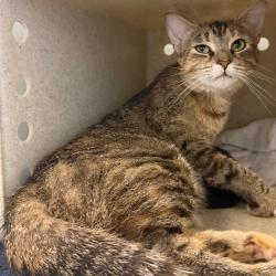 Shelter Stray Female Cat last seen , Animal Care & Control Team of Philly, 111 W Hunting Park Ave, Philadelphia, PA 19140, USA