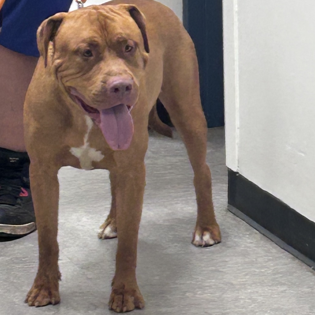Shelter Stray Male Dog last seen , Animal Care & Control Team of Philly, 111 W Hunting Park Ave, Philadelphia, PA 19140, USA
