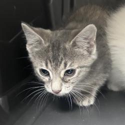 Shelter Stray Female Cat last seen , Animal Care & Control Team of Philly, 111 W Hunting Park Ave, Philadelphia, PA 19140, USA