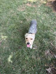 Found/Stray Male Dog last seen Near Bond Park, Cary, NC 27511
