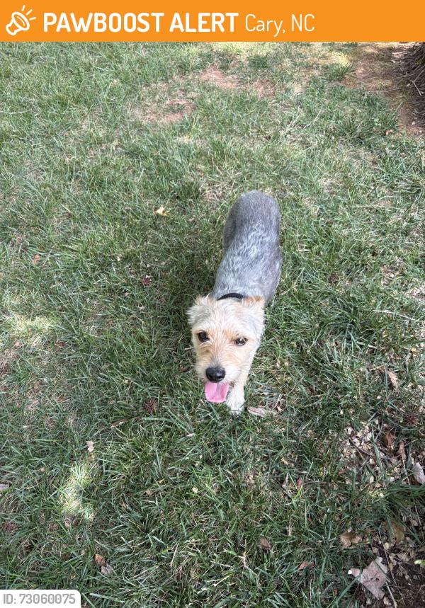 Found/Stray Male Dog last seen Near Bond Park, Cary, NC 27511