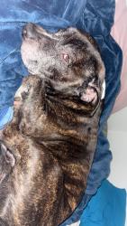 Reunited Male Dog last seen Tarneit road Werribee, Werribee, VIC 3030