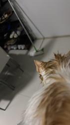 Lost Male Cat last seen Deseo donar, Miami Beach, FL 33140