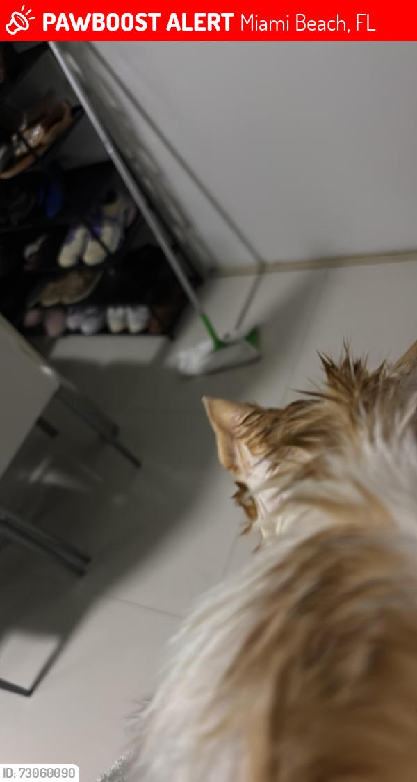 Lost Male Cat last seen Deseo donar, Miami Beach, FL 33140