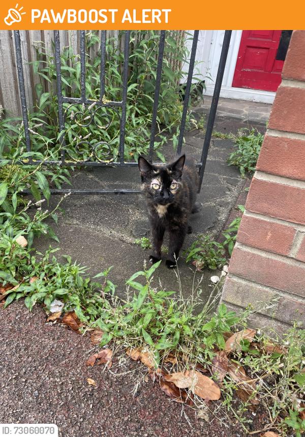 Found/Stray Unknown Cat last seen Westbourne Grove, towards London Rd , Southend-on-Sea, England SS0 9TQ