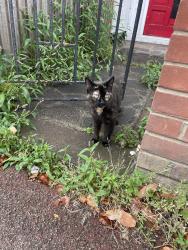 Found/Stray Unknown Cat last seen Westbourne Grove, towards London Rd , Southend-on-Sea, England SS0 9TQ