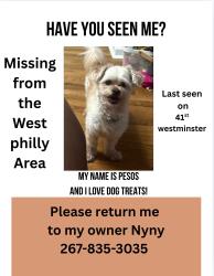 Lost Male Dog last seen 41st Westminster, Philadelphia, PA 19139