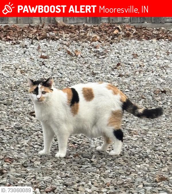 Lost Female Cat last seen Maple lane , Mooresville, IN 46158