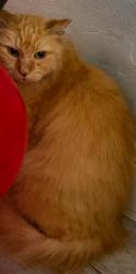 Lost Male Cat last seen Near St Hayes Hollywood Fl 33020, Hollywood, FL 33020