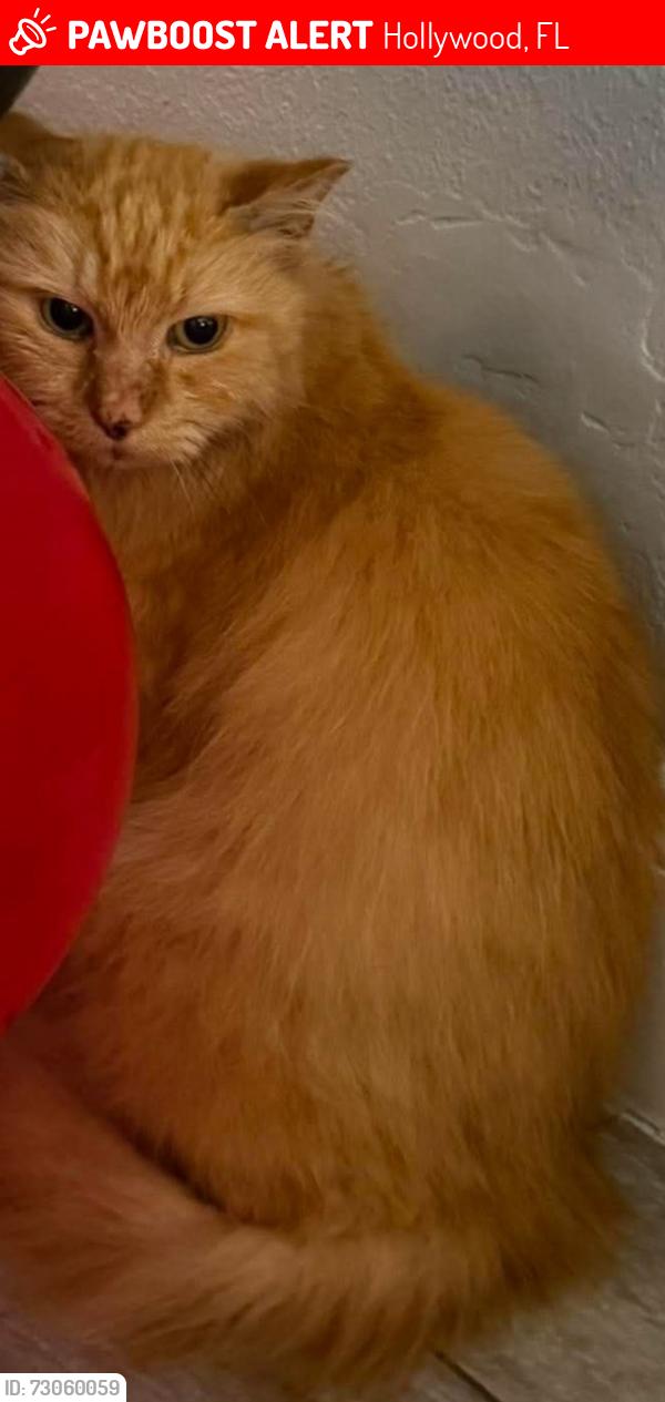 Lost Male Cat last seen Near St Hayes Hollywood Fl 33020, Hollywood, FL 33020