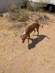 Found/Stray Male Dog last seen Magee Rd and Sandario Rd, Picture Rocks, AZ 85743