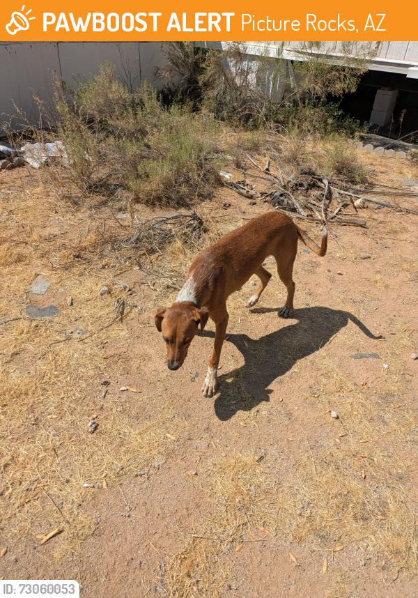 Found/Stray Male Dog last seen Magee Rd and Sandario Rd, Picture Rocks, AZ 85743