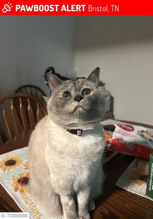 Lost Female Cat last seen Shelby Heights apmt Complex, Bristol, TN 37620