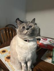 Lost Female Cat last seen Shelby Heights apmt Complex, Bristol, TN 37620