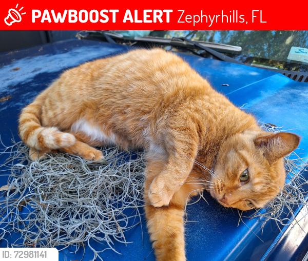 Lost Female Cat last seen Vulcan cir and 16th st, Zephyrhills, FL 33542