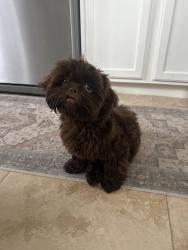 Reunited Male Dog last seen Morningside Drive , Trenton, NJ 08618