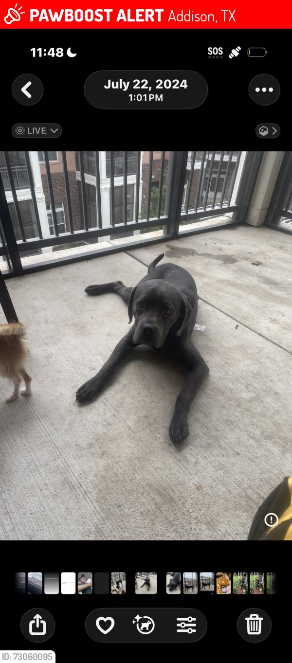 Lost Male Dog last seen Beltline road, Addison, TX 75001