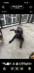 Lost Male Dog last seen Beltline road, Addison, TX 75001