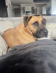 Lost Male Dog last seen French Garden ests Appartments, Appleton, WI 54913