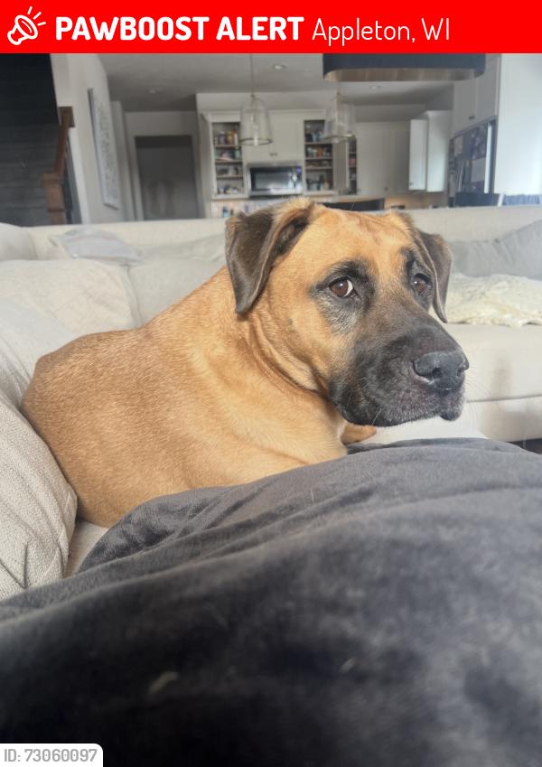 Lost Male Dog last seen French Garden ests Appartments, Appleton, WI 54913