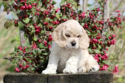 Lost Female Dog last seen Near Jonathan Ave, Cherry Valley, California 92223, USA, Cherry Valley, CA 92223